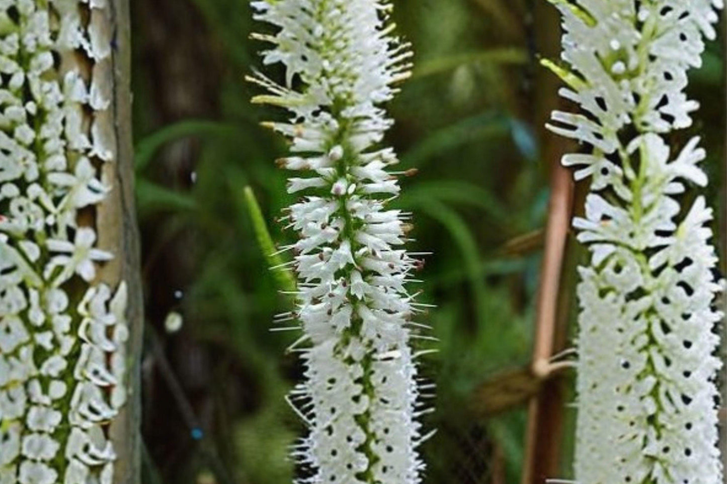 2500 Seeds for Planting Veronicastrum virginicum – Culver’s Root, Native Tall Wildflower