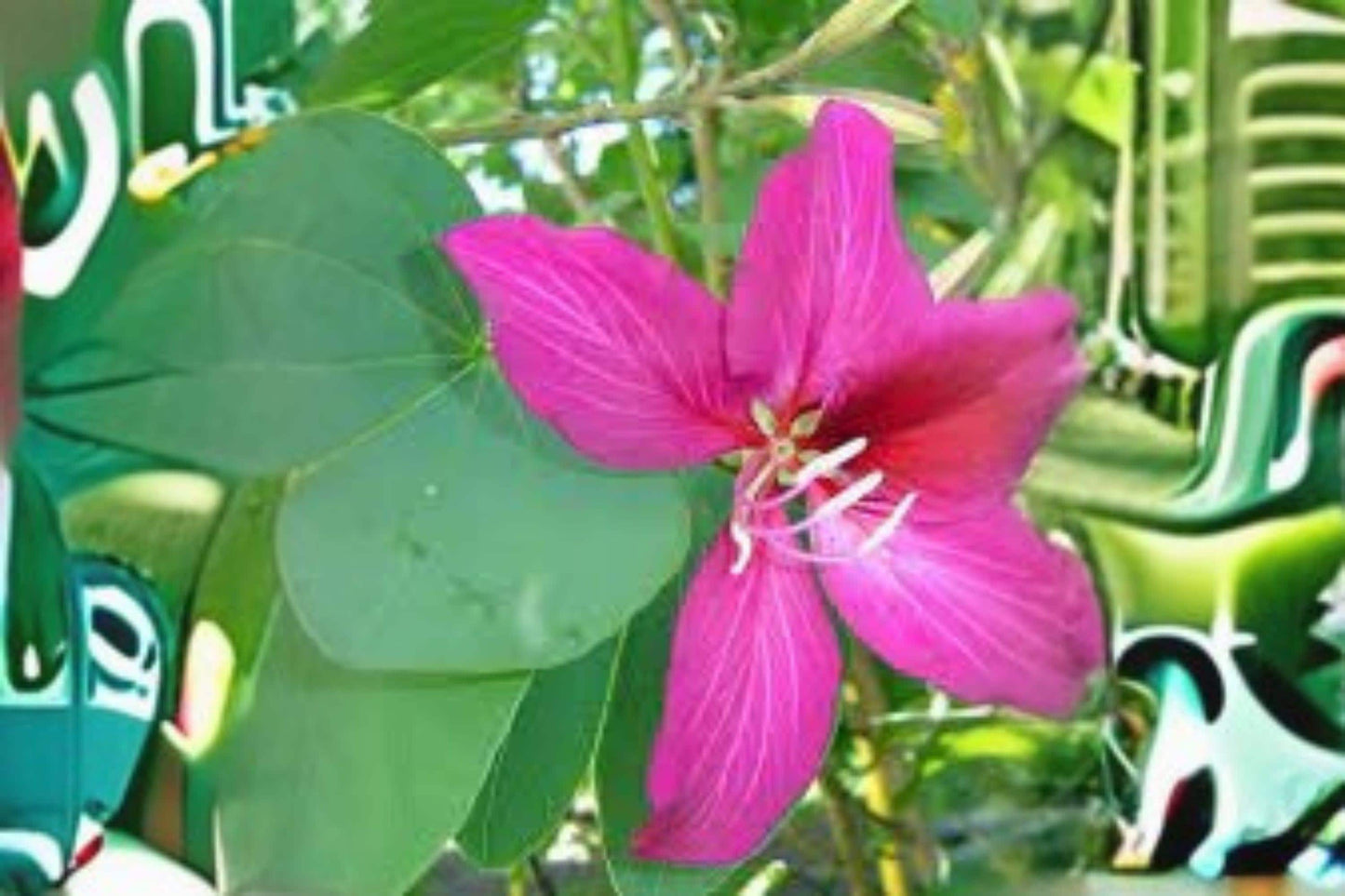 10 Seeds Bauhinia Purpurea | Purple Orchid Tree | Tropical Flowering Tree | Exotic Ornamental Garden Plant