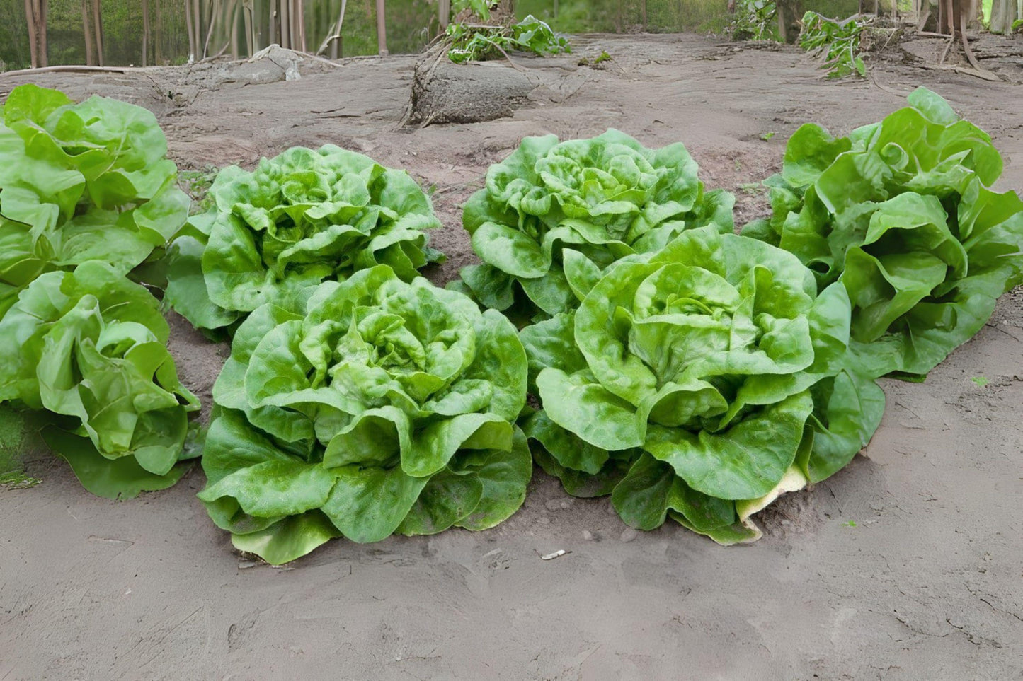 700 Seeds Buttercrunch Butterhead Lettuce – Crisp Heirloom Butterhead Variety for Fresh Salads & Wraps