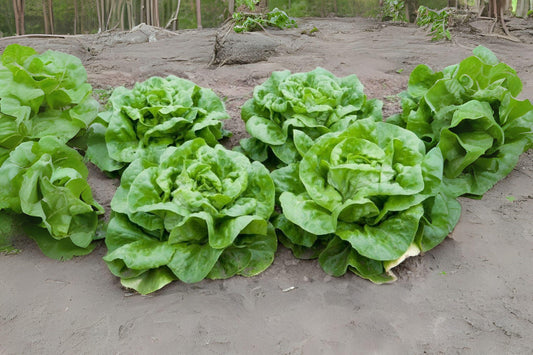 700 Seeds Buttercrunch Butterhead Lettuce – Crisp Heirloom Butterhead Variety for Fresh Salads & Wraps