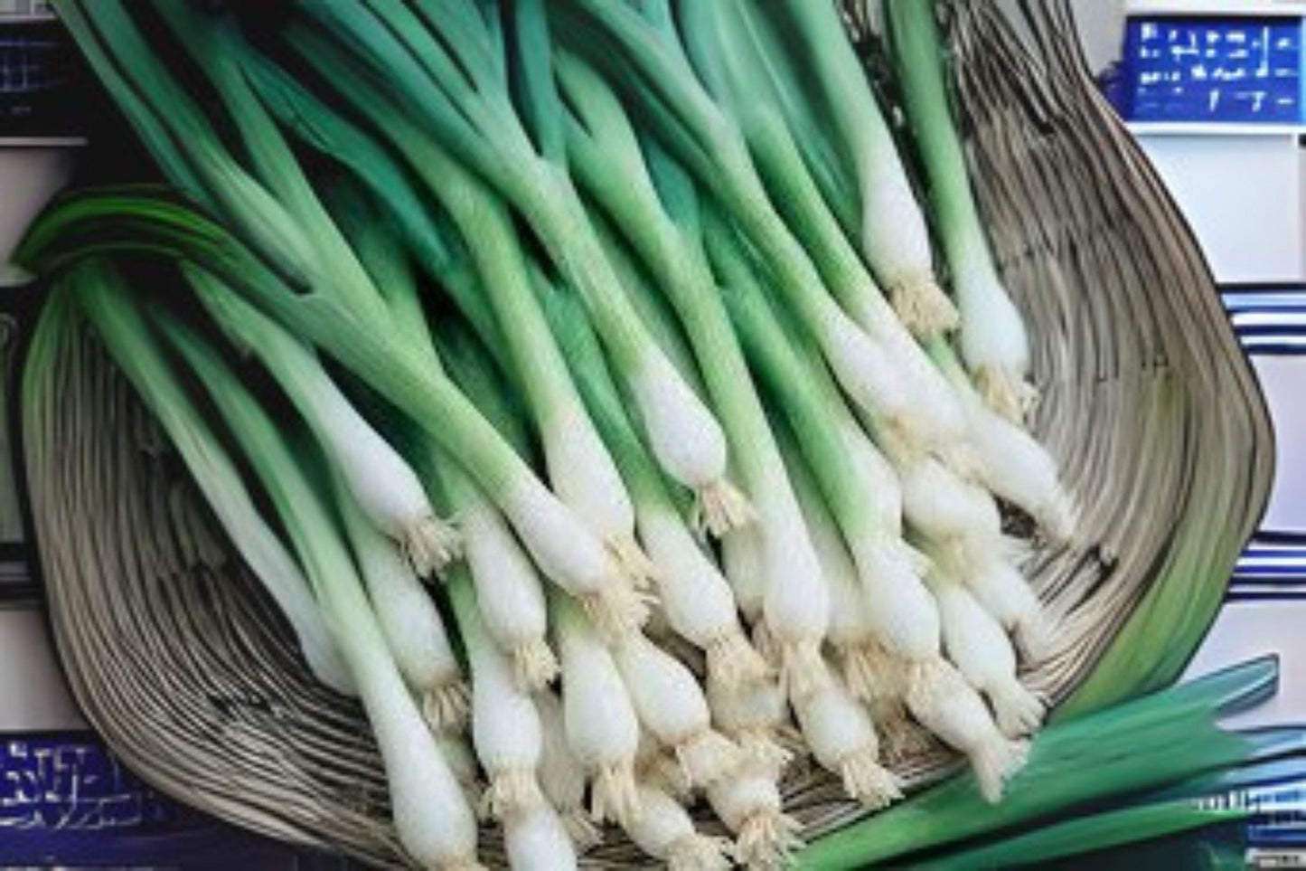 250 Seeds Onion-Bunching Tokyo Long – Non-Bulbing Green Onion, Mild Flavor, Easy to Grow