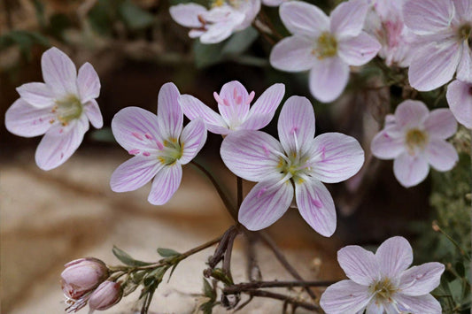 10 Spring Beauty Seeds – Claytonia virginica – Native Woodland Wildflower