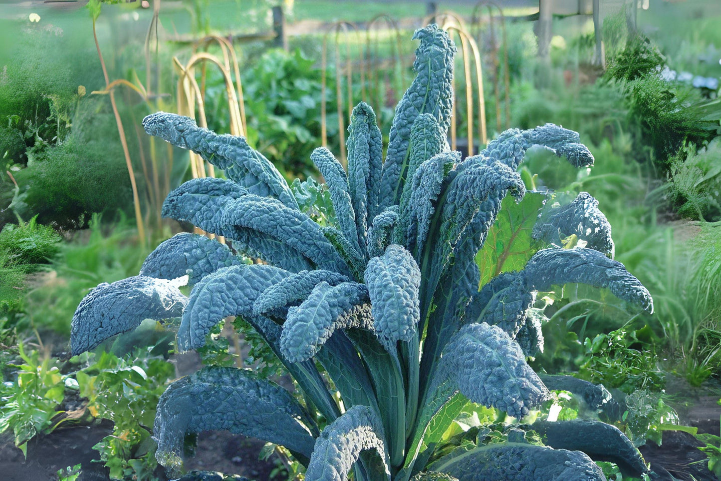 250 Lacinato Kale Seeds: Heirloom Dinosaur Kale, Home Garden Growing