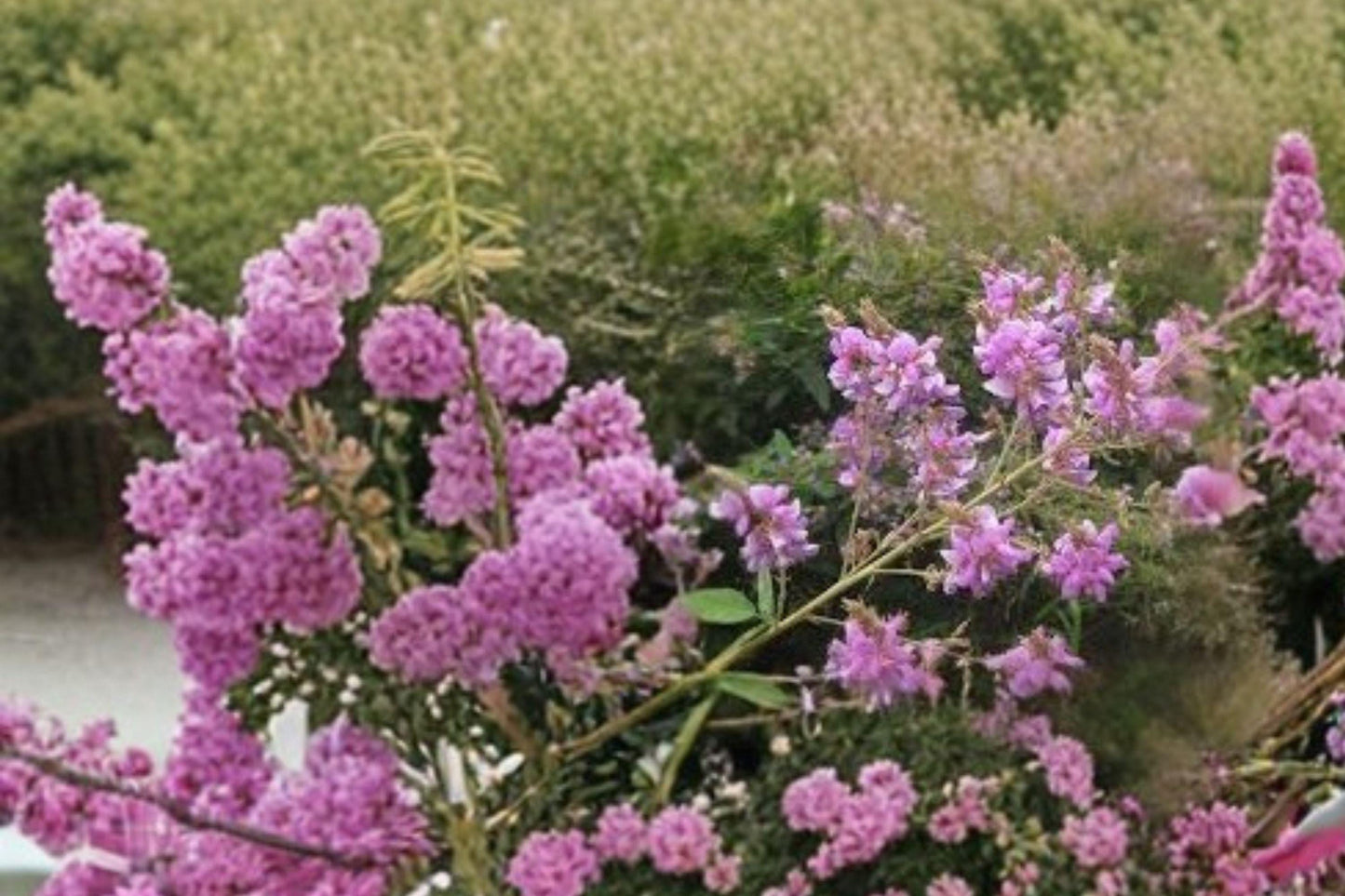 25 Showy Tick Trefoil Seeds – Desmodium canadense – Native Legume – Pollinator Plant – Purple Wildflower