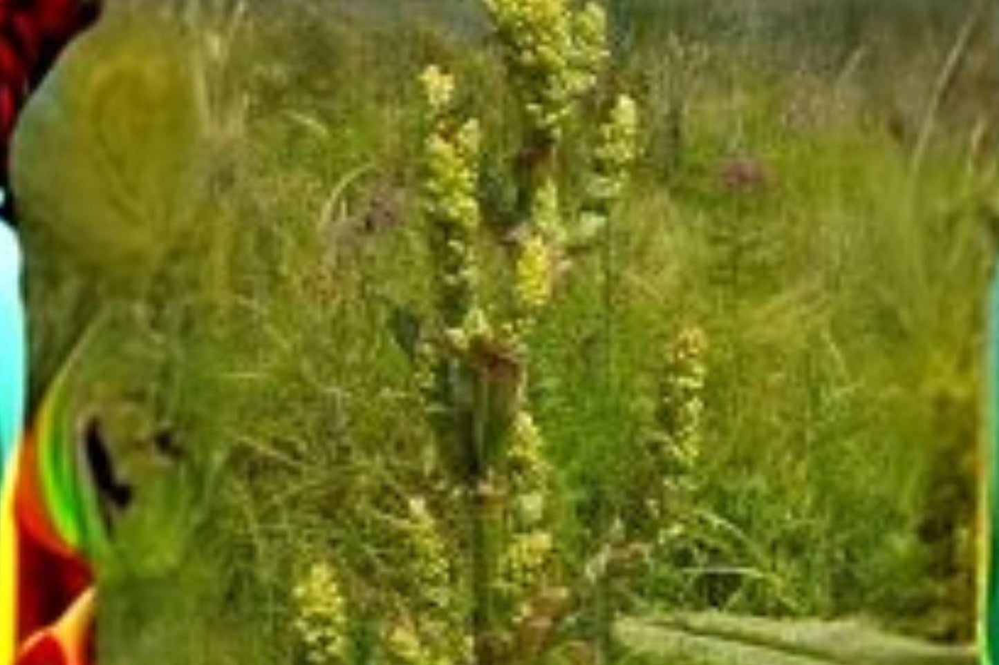 100 Seeds Rumex orbiculatus — Water Dock, Wetland Plant for Ponds & Marsh Gardens