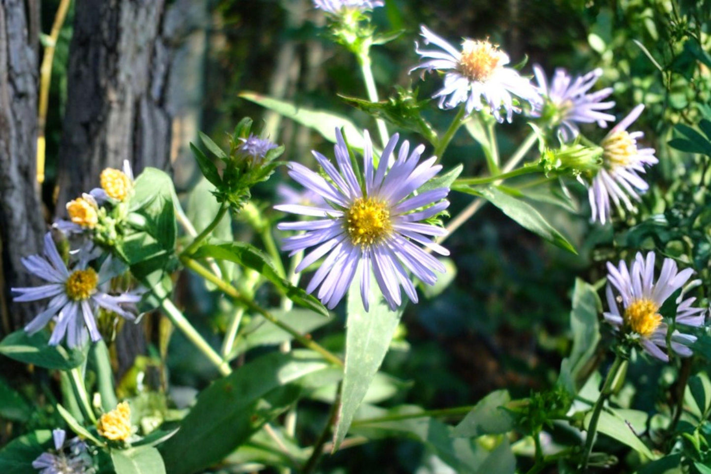 350 Seeds for Planting Symphyotrichum puniceum – Purple-stemmed Aster, Native Pollinator Wildflower