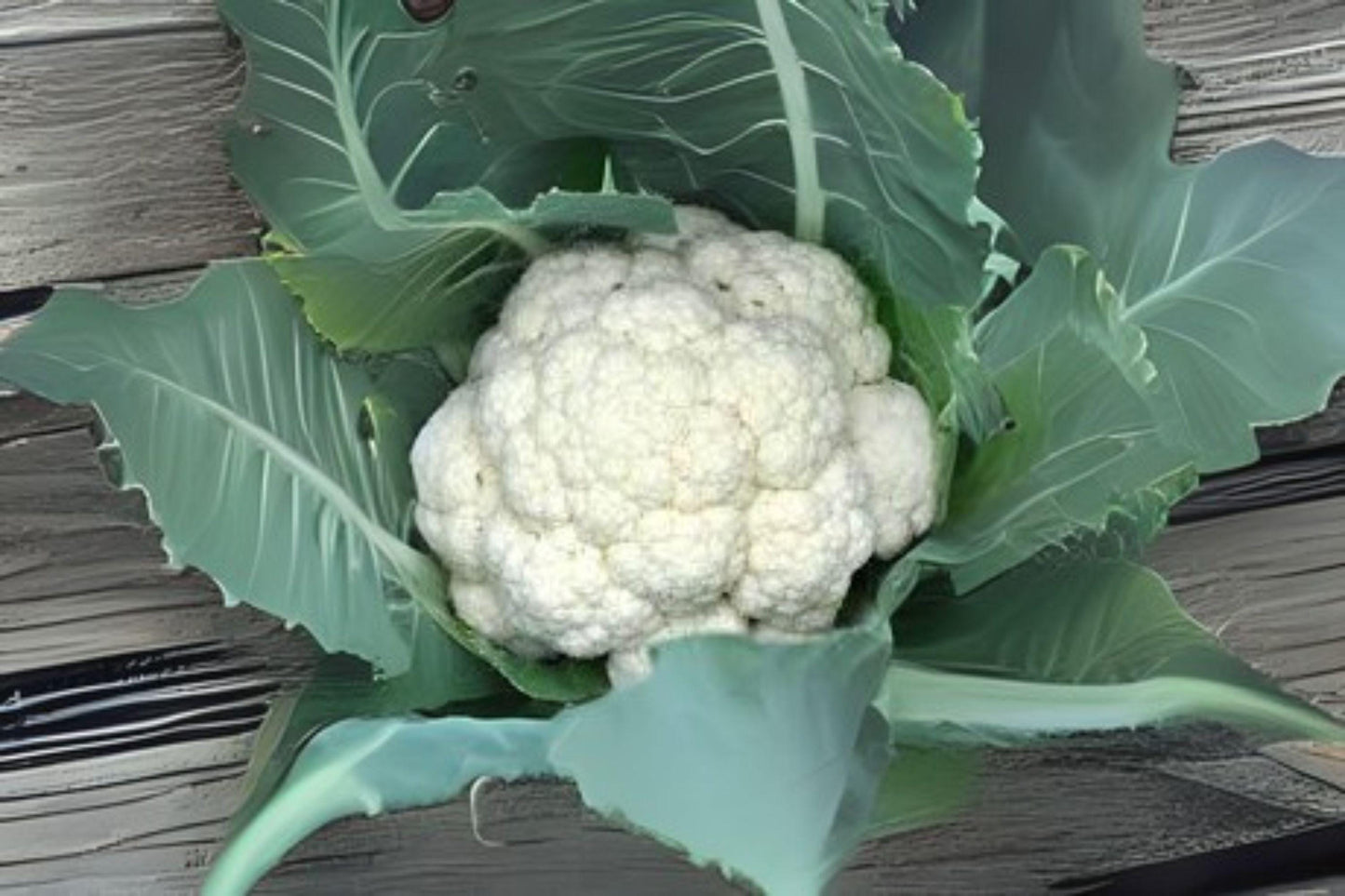Snowball Y Improved Cauliflower Seeds: Early Heirloom Variety - 100 Seeds