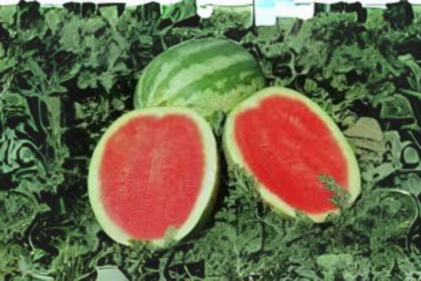 2g Seeds Crimson Sweet Watermelon | Heirloom Red Flesh Melon | Garden Vegetable Seeds