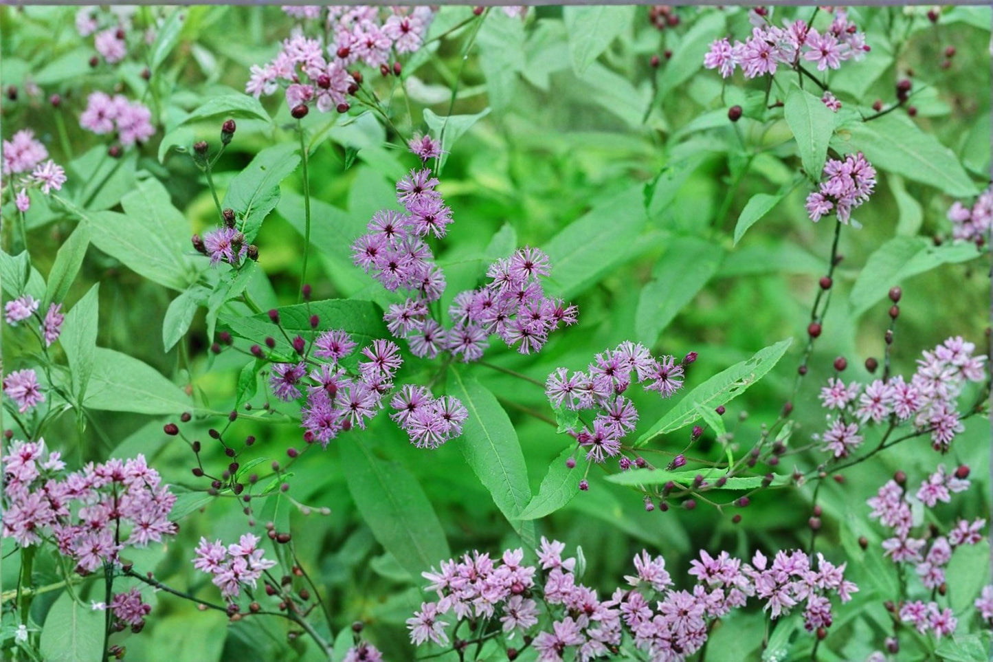 100 New York Ironweed Seeds – Vernonia noveboracensis – Native Wildflower – Pollinator Plant – Purple Blooms