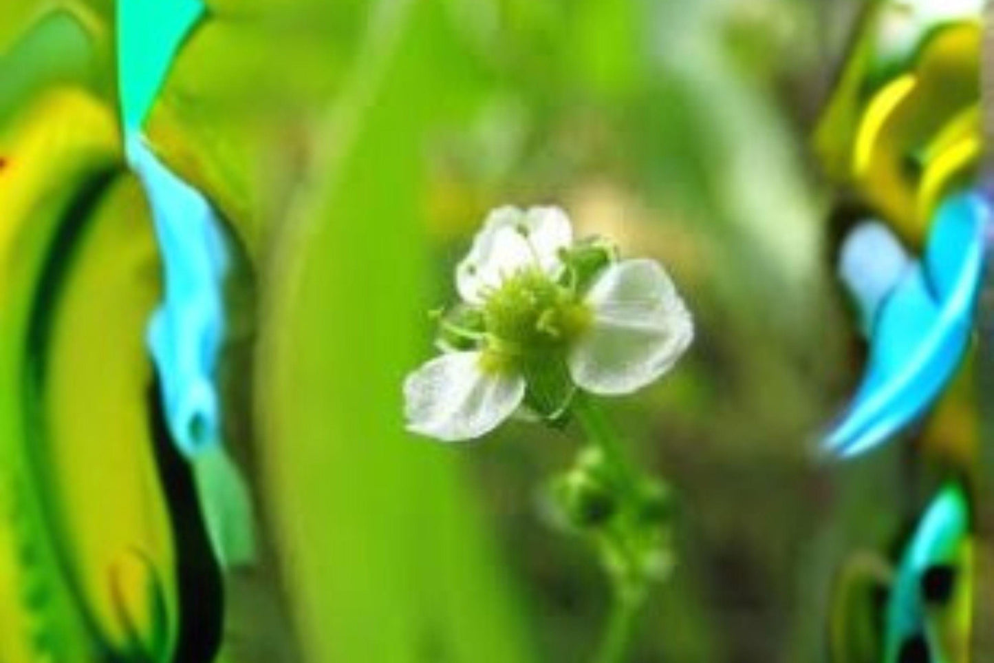Alisma Subcordatum Seeds: Native Mud Plantain for Water Gardens (250mg)