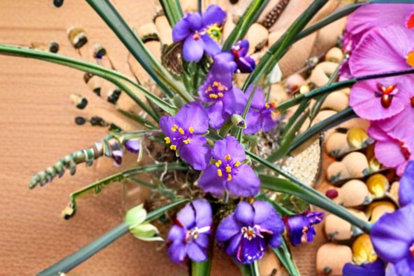 100 Seeds for Planting Western Spiderwort – Tradescantia occidentalis, Native Perennial Wildflower, Purple Blooms