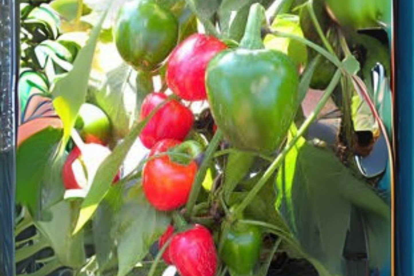 Hot Cherry Pepper Seeds: Heirloom Spicy Red Chili (250 mg)