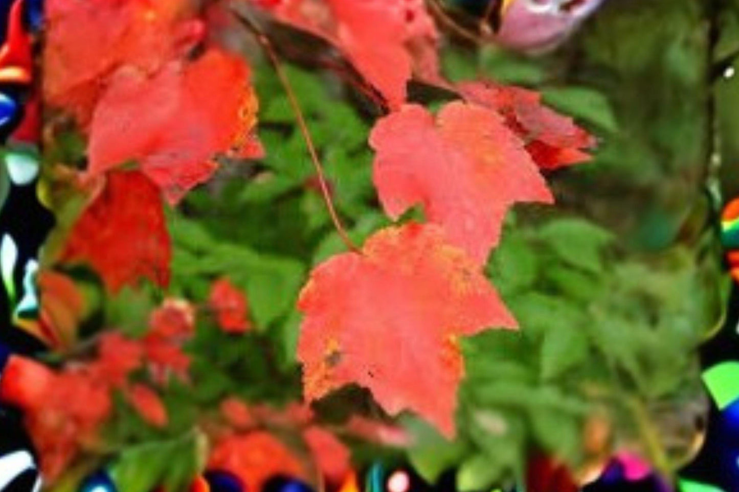 10 Seeds for Planting Acer rubrum – Northern Red Maple, Brilliant Fall Color Shade Tree