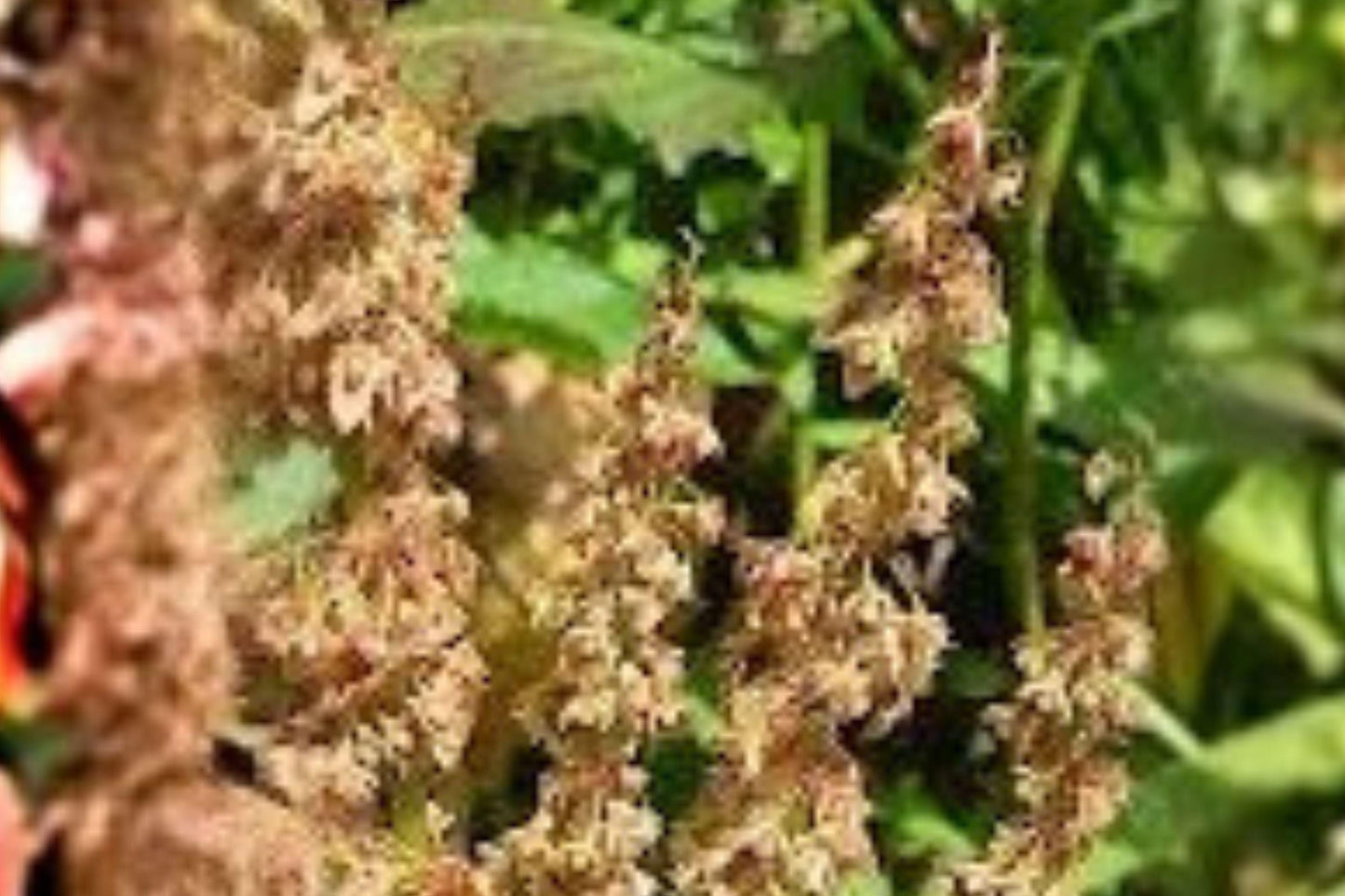 100 Seeds Rumex orbiculatus — Water Dock, Wetland Plant for Ponds & Marsh Gardens