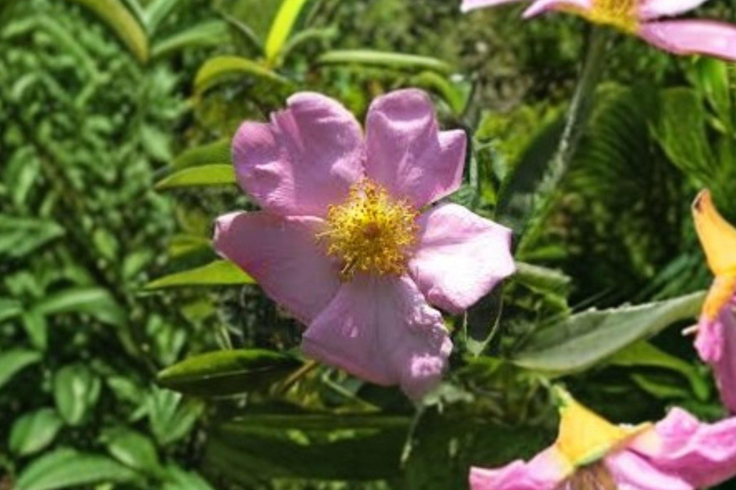 10 Pasture Rose Seeds – Rosa carolina – Native Wild Rose – Pink Flower Shrub