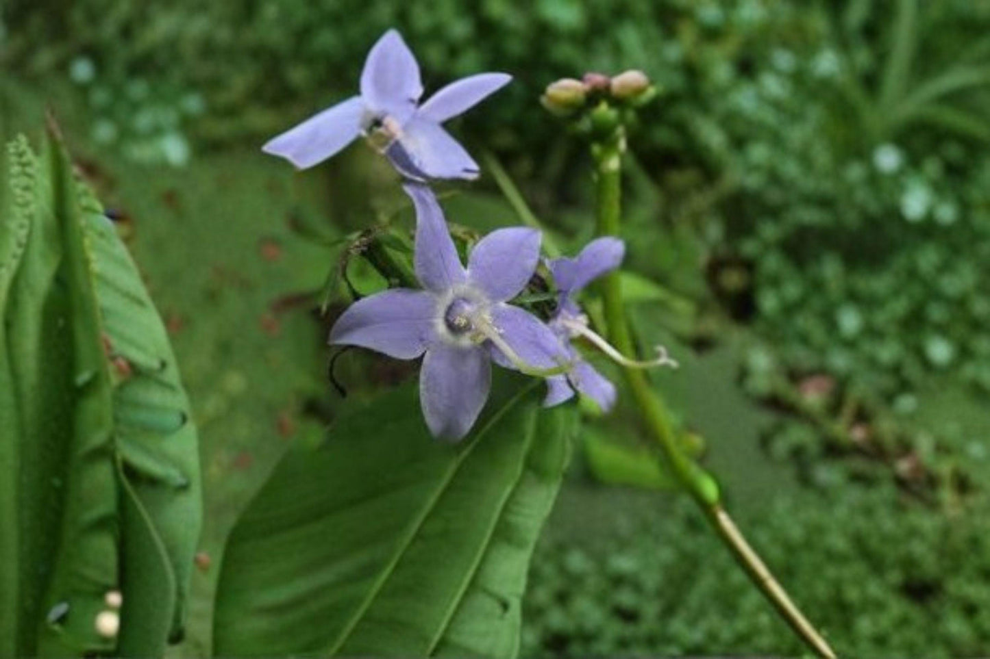 500 Tall Bellflower Seeds – Native Blue Wildflower, Pollinator Garden