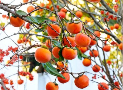 Japanese Fuyu Persimmon Tree Scions Organic Cuttings Set of 3 for Grafting Rooting 6–8 Inch
