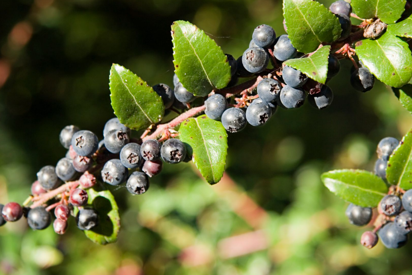 Dusk Huckleberry Seeds - Non-GMO Flower Seeds - 125, 300, or 500 Seeds - Edible Berry Plant (Vaccinium deliciosum)