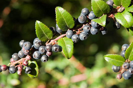 Dusk Huckleberry Seeds - Non-GMO Flower Seeds - 125, 300, or 500 Seeds - Edible Berry Plant (Vaccinium deliciosum)