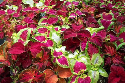 Coleus Seeds 500+ Heirloom Flower Seeds Bulk Non-GMO Annual Seeds (Solenostemon scutellarioides)