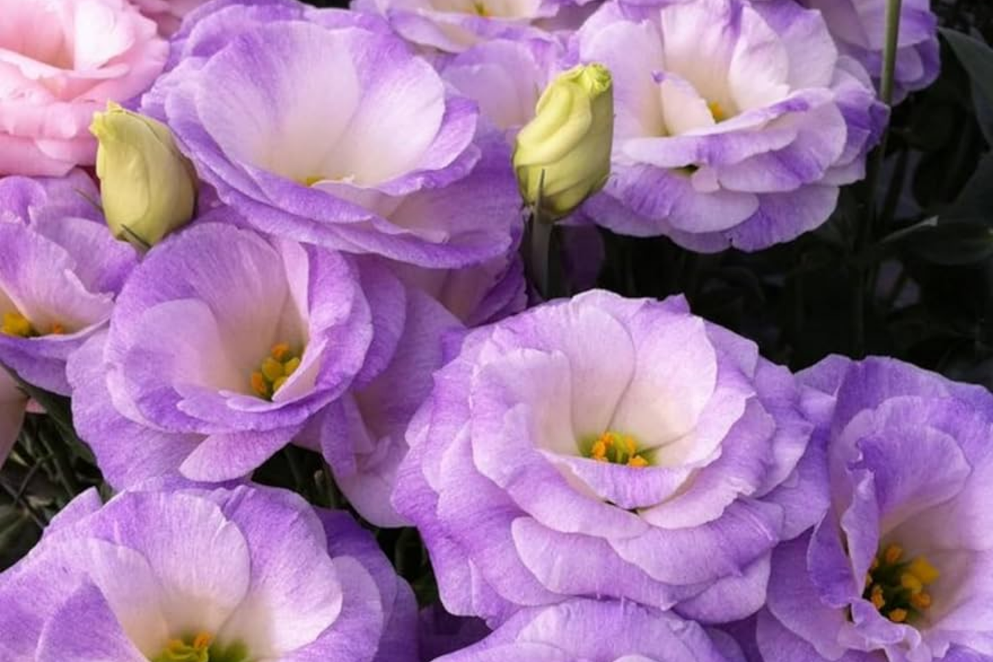 Lisianthus Seeds - 250 Non-GMO Heirloom Garden Flower Seeds - Eustoma grandiflorum, Colorful Blooming Variety