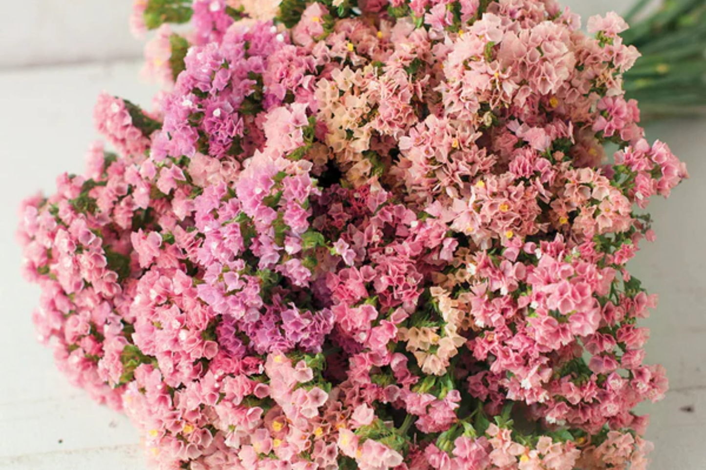 Statice Seeds - 85 Count - Limonium Flower Seeds for Garden Blooms - Drought-Tolerant Perennial