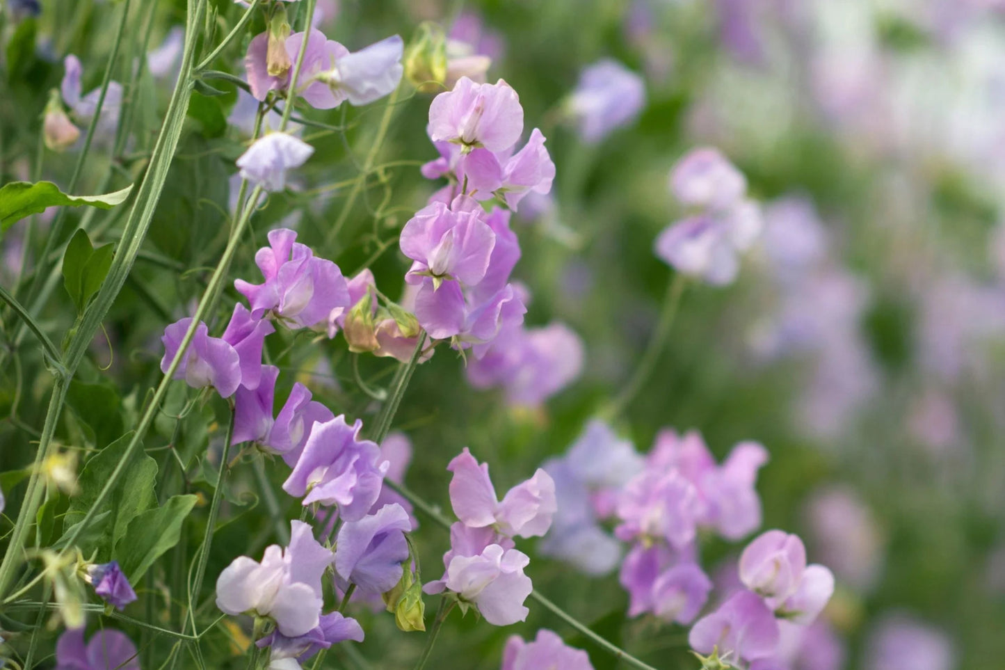 Royal Lavender Sweet Pea Seeds | Fragrant Purple Blooms | Climbing Vine | Attracts Pollinators | 80 Days |
