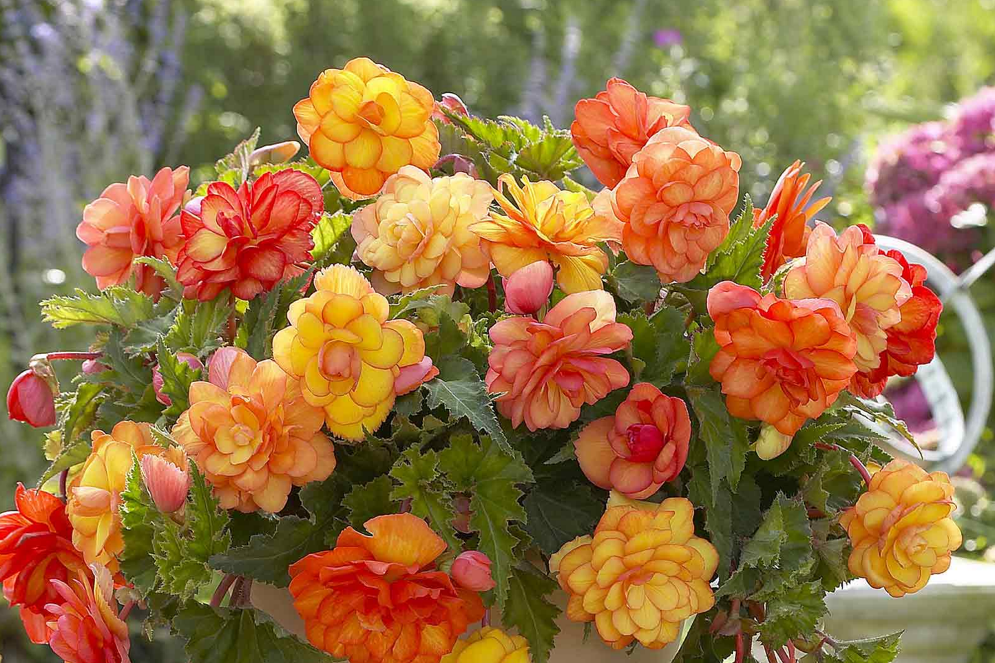 Rosy Haze Begonia Seeds - 45 or 125 Non-GMO Flower Seeds - Begonia x tuberhybrida