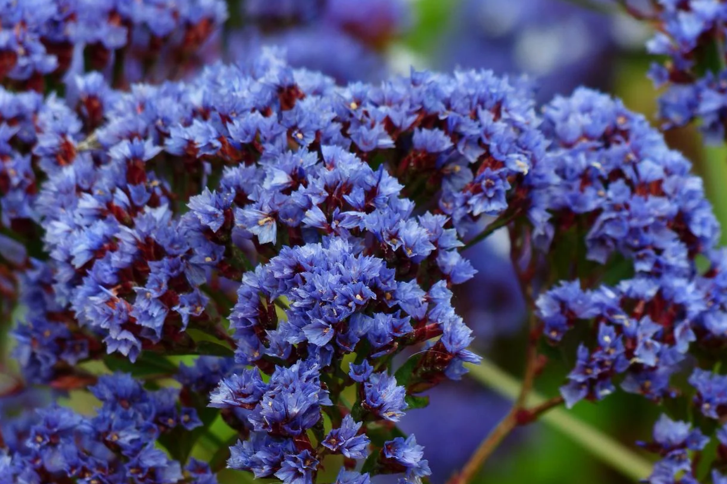 Statice Seeds - 85 Seeds - Cottage Mix - Non-GMO Flower Seeds for Garden - Limonium sinuatum