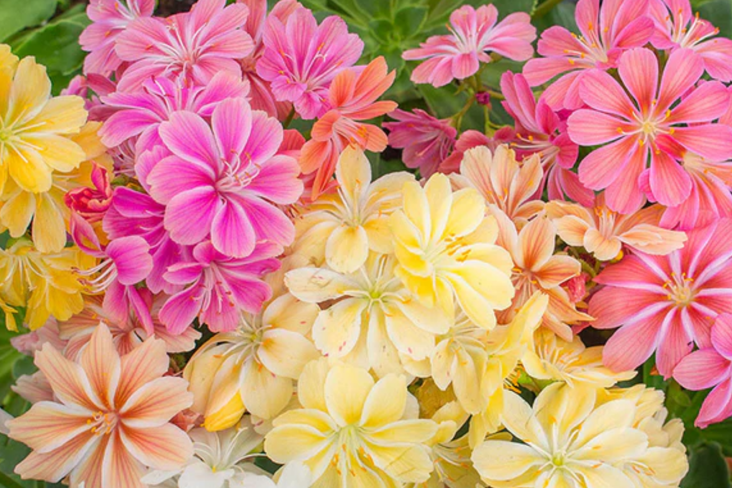 Peach Lewisia Seeds - 35 or 100 Non-GMO Flower Seeds for Garden - Lewisia cotyledon