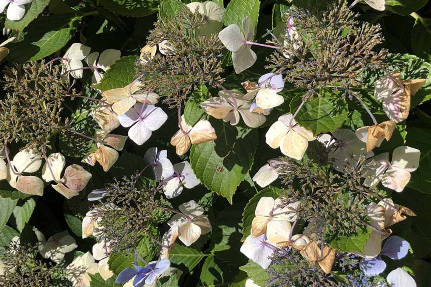 Hydrangea Seeds - 85 or 250 Non-GMO Flower Seeds - Bloomwonder Variety - Ideal for Gardens and Landscaping