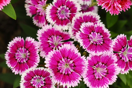 Dianthus Seeds - 500+ Bulk Ann Boyden Carnation Flower Seeds - US Seller - Annual Garden Planting