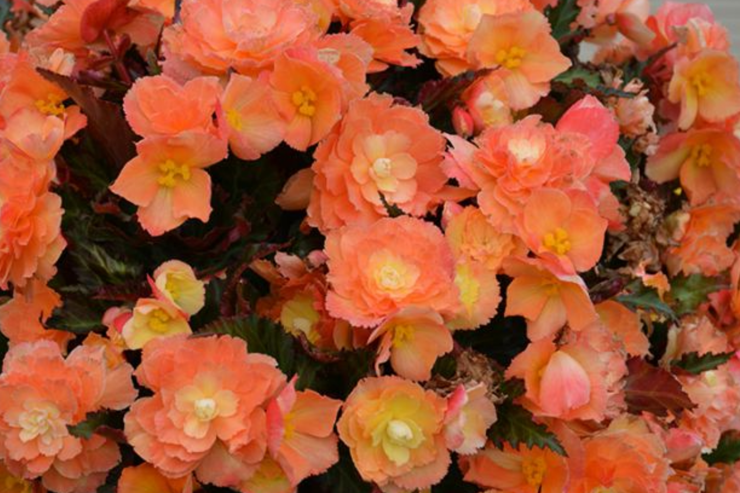 Begonia Seeds - Sunrise Trifecta Variety - Non-GMO Flower Seeds - 45 or 125 Seeds (Begonia spp.)