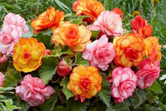 Copper Oasis Begonia Seeds, Non-GMO Flower Seeds, 45 or 125 Seeds, Begonia 'Copper Oasis'
