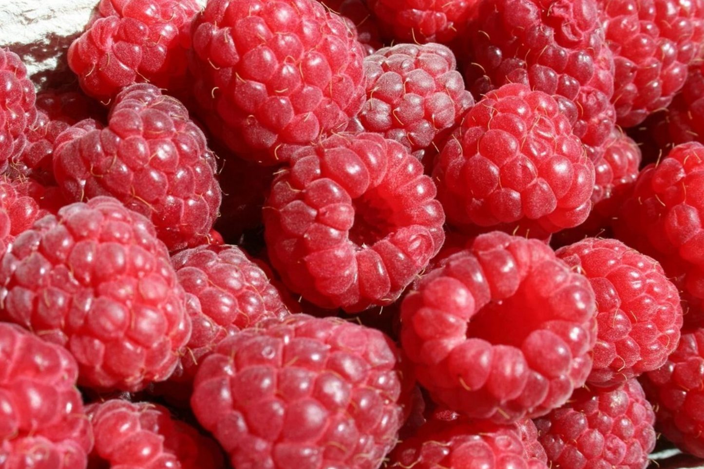 Savor Raspberry Seeds - Non-GMO Fruit Seeds, Bulk 125, 300, 750 Seeds, Rubus idaeus