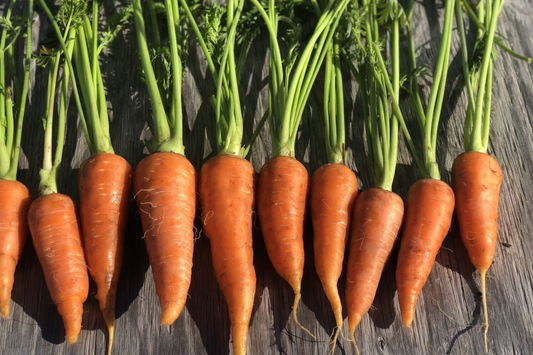 Carrot Vegetable Seeds 400+ Non-GMO Garden Seeds, Multiple Varieties for Home Growing - Daucus carota