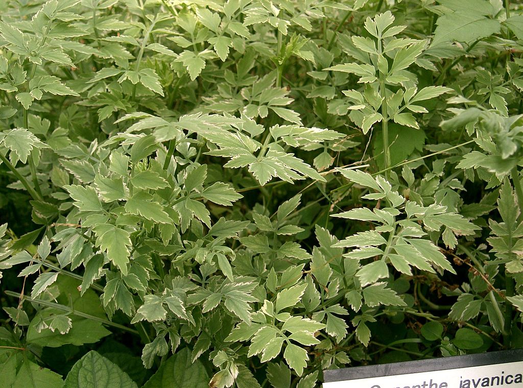 20 Bare Root Oenanthe javanica | Minari Water Dropwort | Edible Korean Herb Veggie | No Leaves | Asian Aquatic Garden Plant