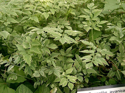 20 Bare Root Oenanthe javanica | Minari Water Dropwort | Edible Korean Herb Veggie | No Leaves | Asian Aquatic Garden Plant