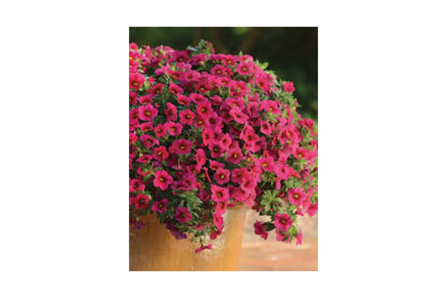 Rich Berry Begonia Seeds - Non-GMO Flower Seeds, 45 or 125 Seeds, Beautiful Blooms, Ideal for Gardens - Begonia spp.