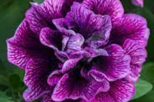 Double Plum Paradise Petunia Seeds - 1000+ Bulk Perennial Flower Seeds - US Seller - High Germination Rate