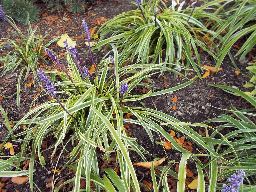 Silvery Sunproof Liriope 1 Live Variegated Perennial, 1 Gallon Pot – Liriope muscari ‘Silvery Sunproof’