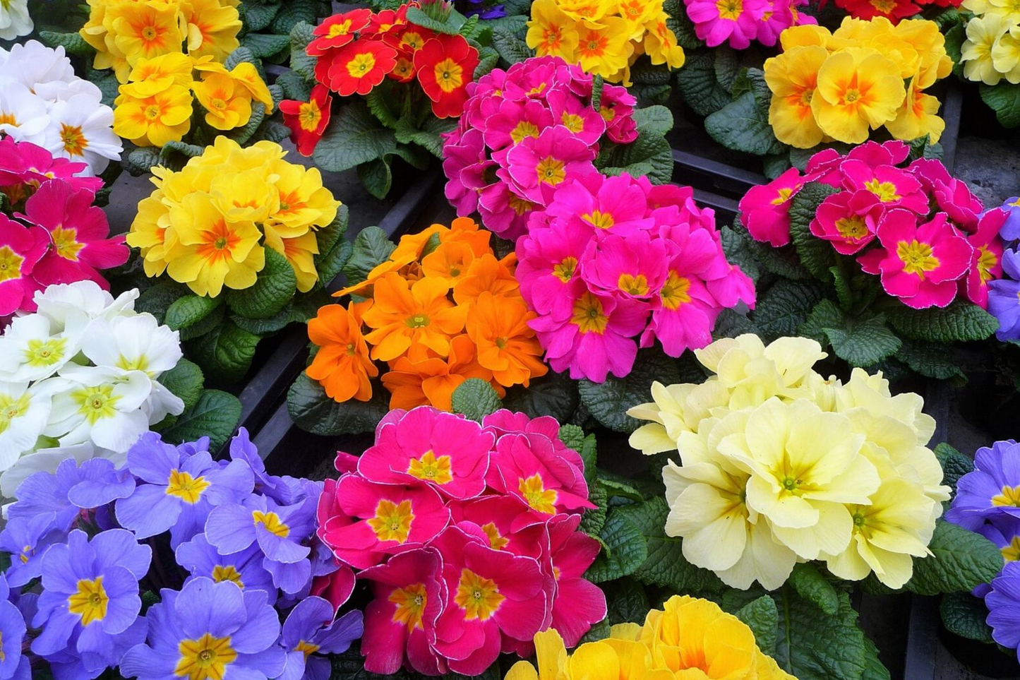 Primrose Seeds - 125+ Bulk Flower Seeds - Annual Primula vulgaris - Colorful Garden Variety
