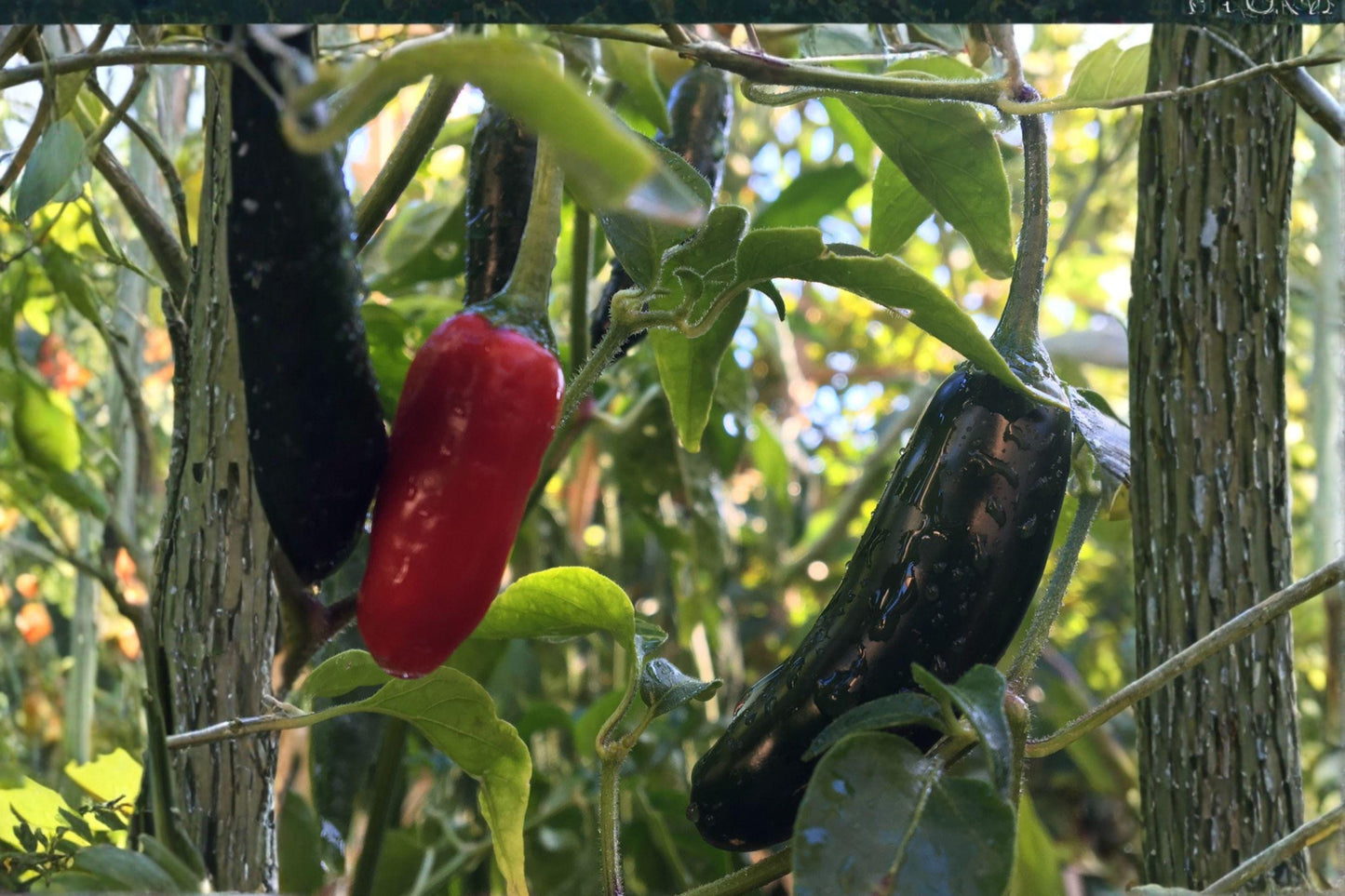 Serrano Tampiqueno Pepper Seeds | Spicy Heirloom, Non-GMO (250 mg)
