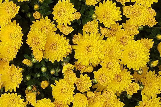 Mango Dream Mum Seeds - 200+ Chrysanthemum Flower Seeds, Annual Flower Variety, Vibrant Color, Perfect for Gardens