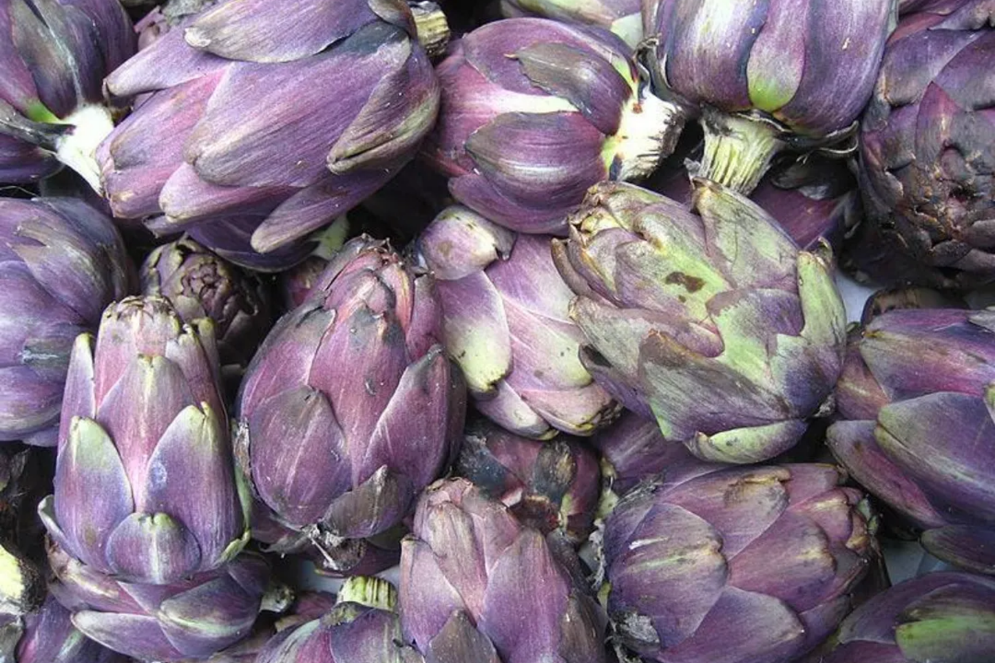 Purple Italian Artichoke Seeds - 50+ Non-GMO Vegetable Seeds for Garden - Cynara scolymus - USA Seller