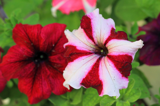 Dew Drop Petunia Seeds - 1000+ Bulk Perennial Flower Seeds - Annual Variety - US Seller