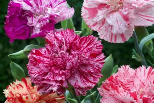 Dianthus Seeds - 500+ Bulk Torte Carnation Annual Flower Seeds - US Seller - Perfect for Gardens