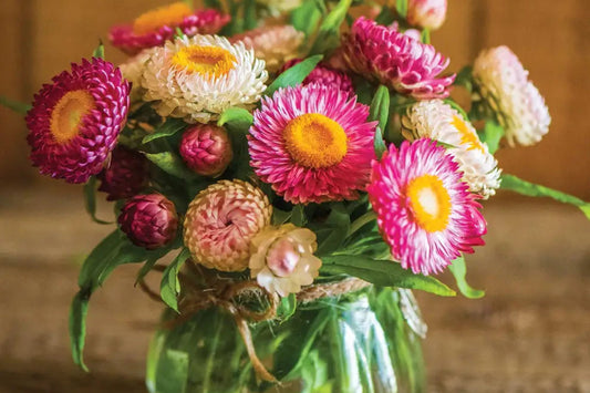 Tom Thumb Mix Strawflower Seeds | Dwarf Everlasting Blooms | Red, Yellow, Pink, White | Cut & Dried Flowers |