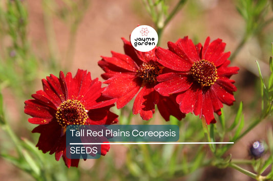 Tall Red Plains Coreopsis Seeds | 3 ft Tall | Crimson-Red Blooms | Zones 3-10 | Non-GMO | Free Shipping