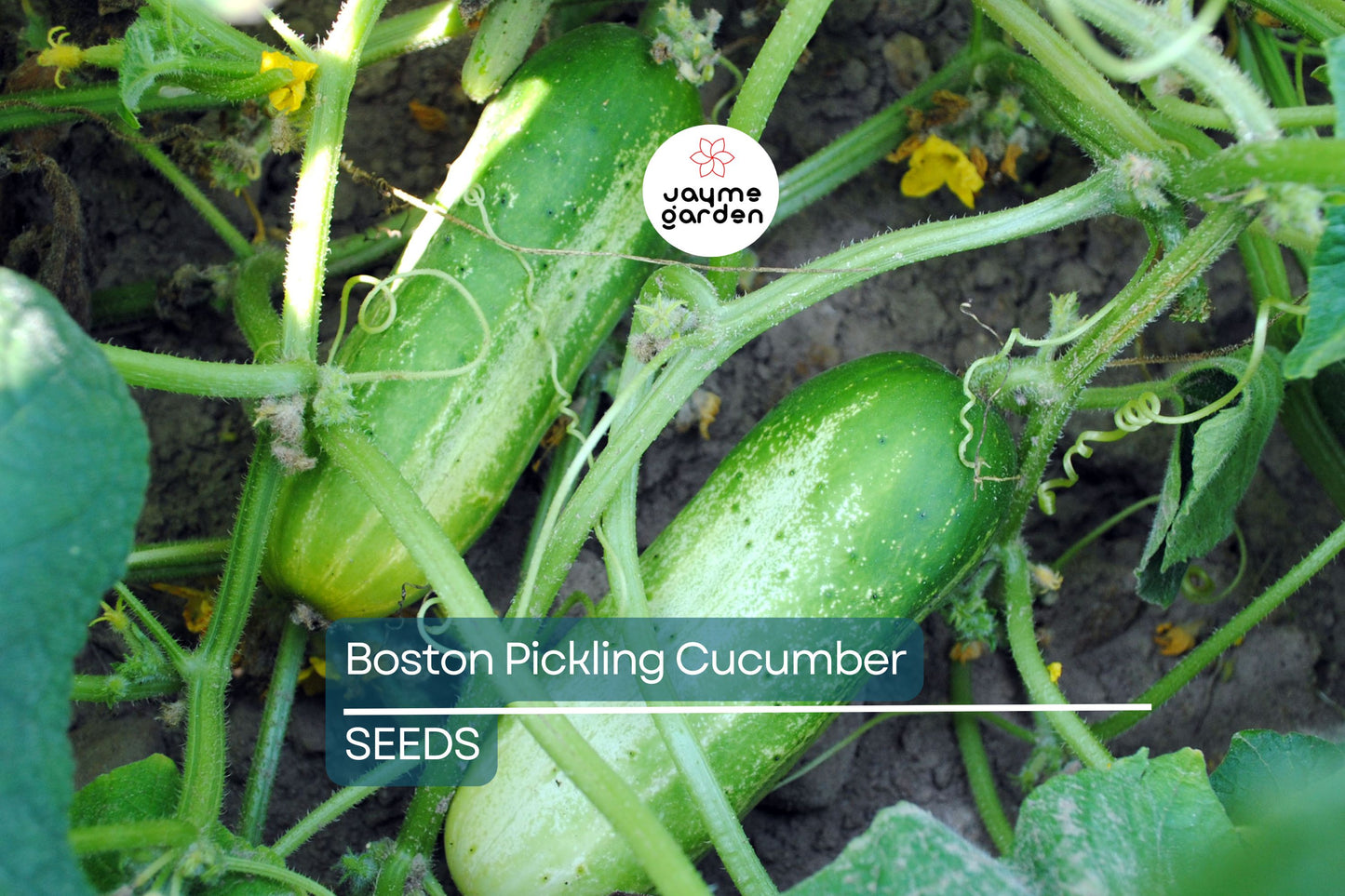 Boston Pickling Cucumber Seeds – Heirloom, Non-GMO, Ideal for Pickles